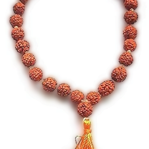 Real 5 Mukhi Rudraksha