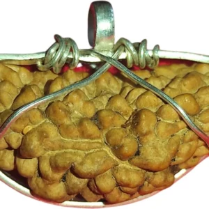 Ek Mukhi Rudraksha