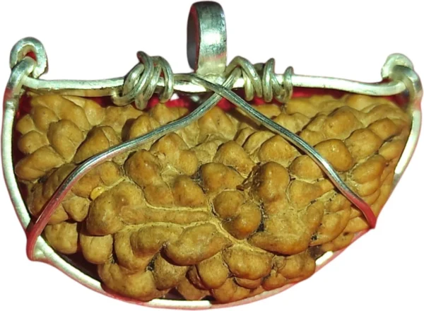 Ek Mukhi Rudraksha