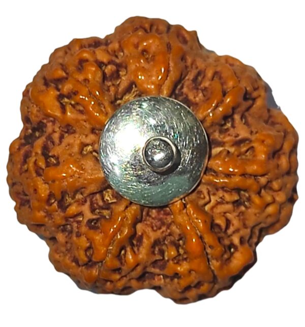 7 Mukhi Rudraksha Original