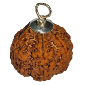 7 Mukhi Rudraksha Original