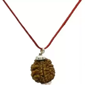 2 Mukhi Rudraksha