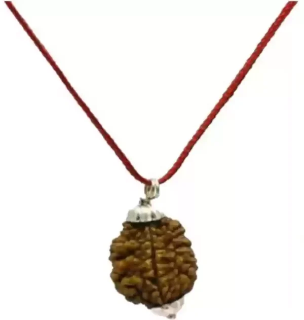 2 Mukhi Rudraksha