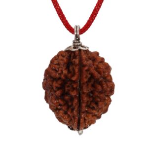 Brown 2 Mukhi Rudraksha