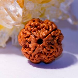 4 Mukhi Rudraksha Original