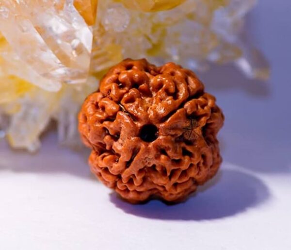 4 Mukhi Rudraksha Original