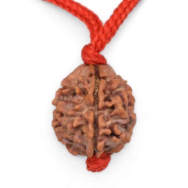 3-Mukhi-Rudraksha-Nepal-Pendant-1